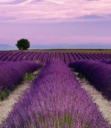 Isparta Gezilecek Yerler Nerelerdir?